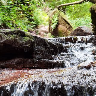 Ein Bach, der durch den Wald über Steinplatten einen kleinen Wasserfall bildet.