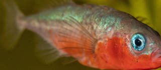 Ein silber-roter Fisch unter Wasser in Nahaufnahme.