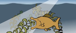 In der Animation zur Überdüngung eines Gewässers freut sich ein Fisch zunächst über das rasant ansteigende Nahrungsangebot und frisst fleißig Algen. Doch bald wird die Eutrophierung zu einem Überangebot führen, der See wird überwuchert.