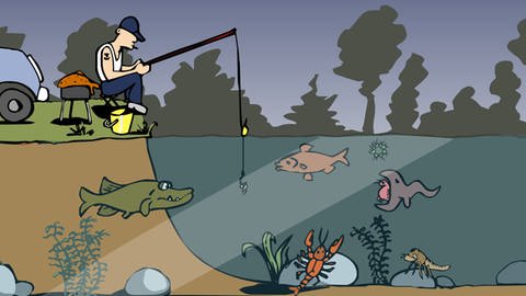 In der Animation zur Nahrungskette im Teich frisst eine Kaulquappe einen Wasserfloh, der den Plankton zugeordnet wird. Beide zählen in der Nahrungskette zu den Konsumenten. 