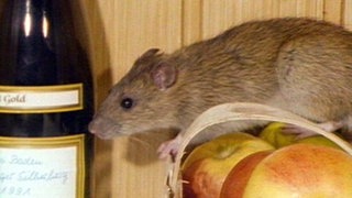 eine Ratte  in Essensvorräten