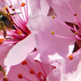 Eine Biene an einer rosanen Blüte.