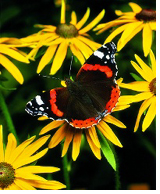 Admiral (Vanessa atalanta)