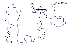 Eine Wüstenameise legt bei Nahrungssuche Hunderte von Metern im Zickzack zurück