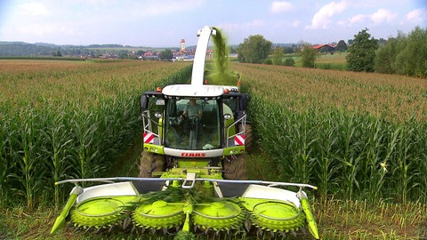 Maisfeld mit Erntemaschine.