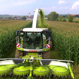 Maisfeld mit Erntemaschine.