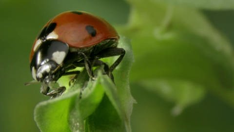 Marienkäfer auf einem Blatt frisst eine Blattlaus.