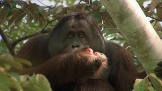 Kopf eines ausgewachsenen Orang-Utans in einem Baum