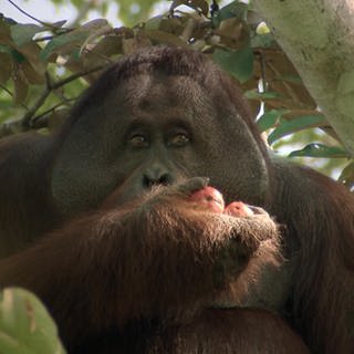 Kopf eines ausgewachsenen Orang-Utans in einem Baum