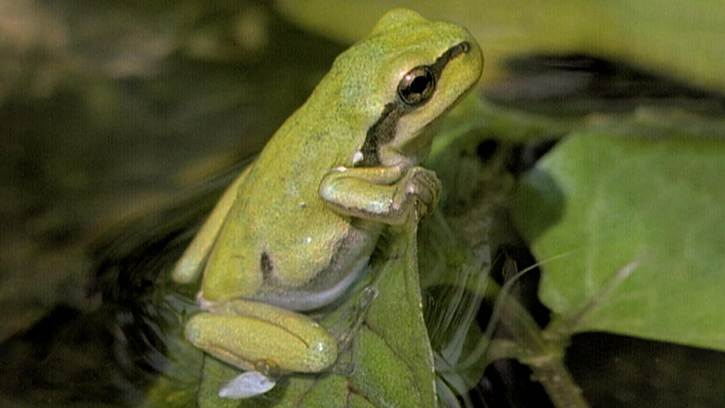 Ein frosch mit einem grünen froschauge und einem wassertropfen im