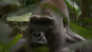 Stabile Gorilla-Anzahl trotz Forstwirtschaft