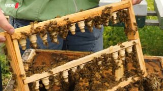 Zwei Hände halten einen Holzrahmen, auf ihm sitzen viele Bienen.