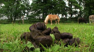 Grasfresser im Vergleich: Pferd und Kuh