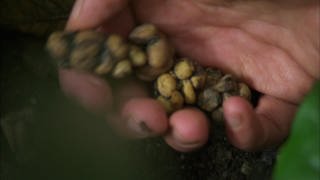 Tierischer Kaffee: Durch den Darm in die Tasse