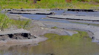 Ein Delta als Lebensraum für Sandregenpfeifer, Grünschenkel und Teichrohrsänger