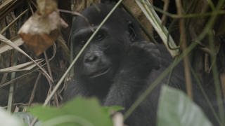 Bedrohter Lebensraum der Flachland-Gorillas