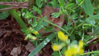 Das Nest der Zwergmaus