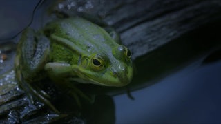 Leben im Ried