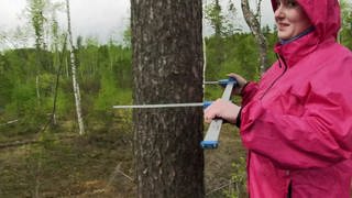 Sind FSC-zertifizierte Wälder gesünder?