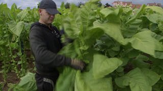 Tabakanbau in der Pfalz heute