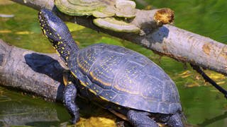 Sumpfschildkröten