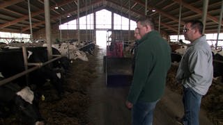 Vier Landwirte, eine Vision: Der 1000-Kühe-Stall