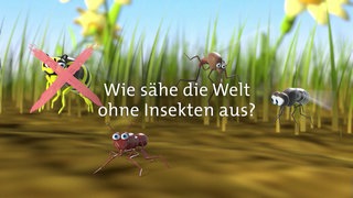 Wie sähe die Welt ohne Insekten aus? · Frage trifft Antwort