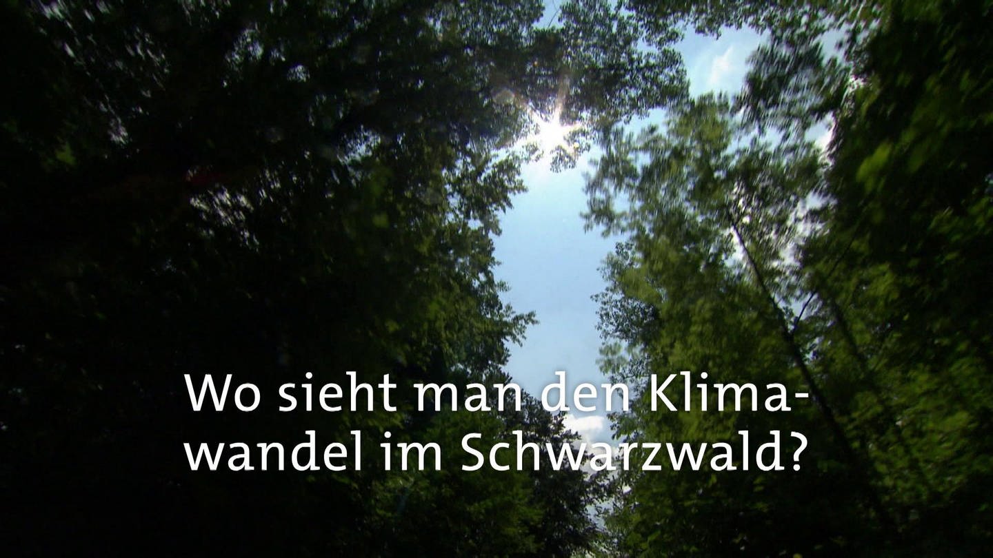 Wo sieht man den Klimawandel im Schwarzwald? · Frage trifft Antwort