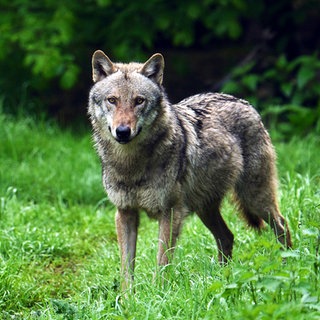 Ein Europäischer Grauwolf steht auf einer Waldlichtung in Sachsen - Wölfe kehren nach Deutschland zurück