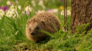 Leben im Garten · Tiere und Pflanzen