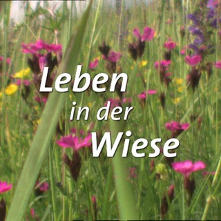 Leben in der Wiese · Tiere und Pflanzen