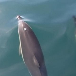 Delfine · Tiere und Pflanzen