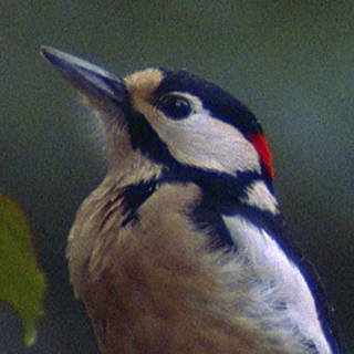 Vögel im Winter · Tiere und Pflanzen