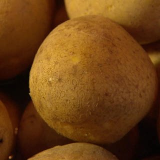 Was wird aus Kartoffeln? · Was wo wie wächst