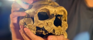 Schädel eines Neandertalers in den Händen eines Wissenschaftlers