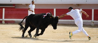 Zwei Männer versuchen, einem schwarzen Stier die Kokarde, die Trophäe, zu entreißen.