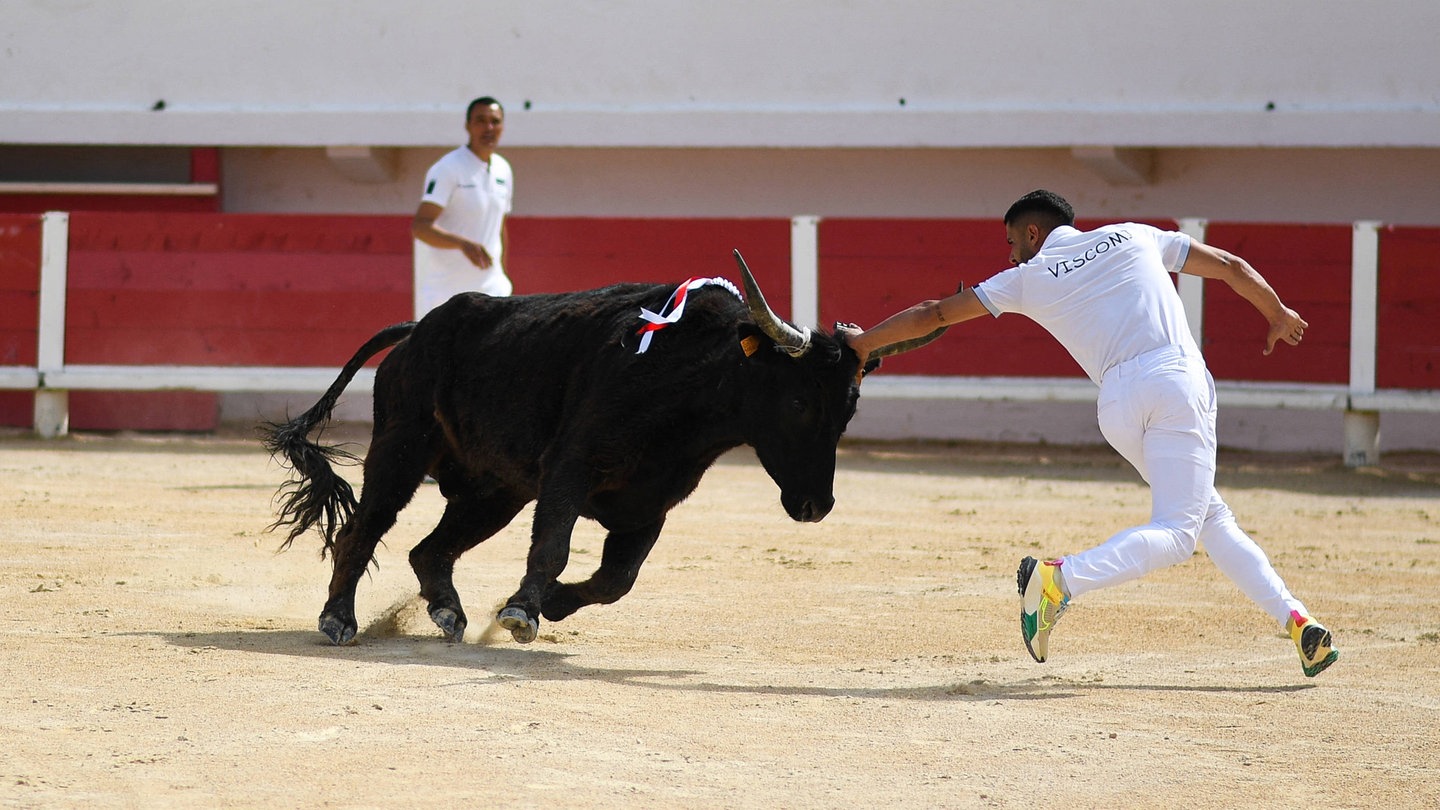 Zwei Männer versuchen, einem schwarzen Stier die Kokarde, die Trophäe, zu entreißen.