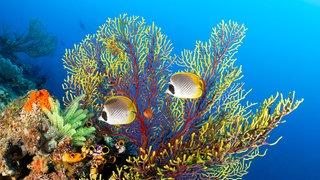 Panda Falterfische im Great Barrier Reef, Australien